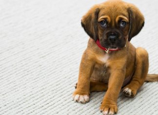 Az ember legjobb barátja a kutya kutya