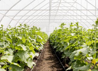 Mini üvegház a konyhában: hogyan termeszthetünk fűszernövényeket egész évben stílusosan? üvegház