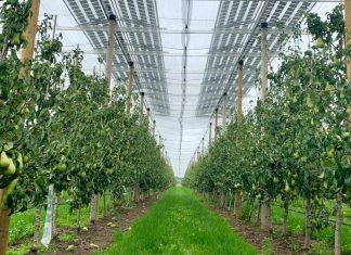 Napenergia a mezőgazdaságban: az agrovoltaika jövője napelem