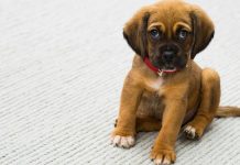 Az ember legjobb barátja a kutya kutya