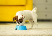 Ehet egy kutya főtt húst? eszik egy kutya