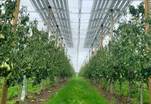 Napenergia a mezőgazdaságban: az agrovoltaika jövője napelem